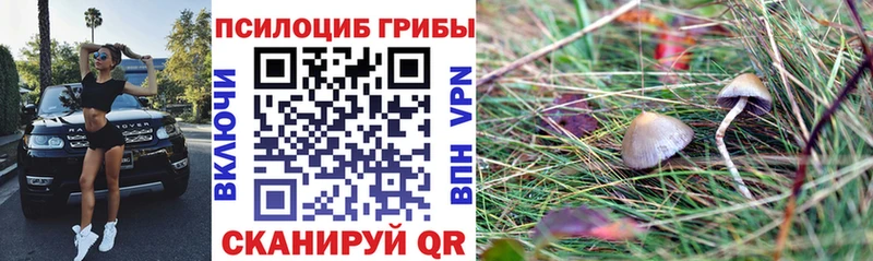 Галлюциногенные грибы прущие грибы  Пятигорск 